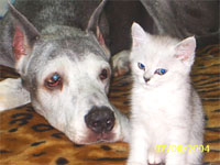 As cat with dog