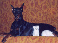 As cat with dog