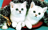    Kitten british shorthair: cinchilla, silver shaded